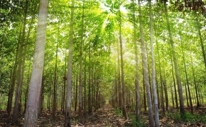 Teak Reforestation: A Sustainable Investment for Generational Wealth