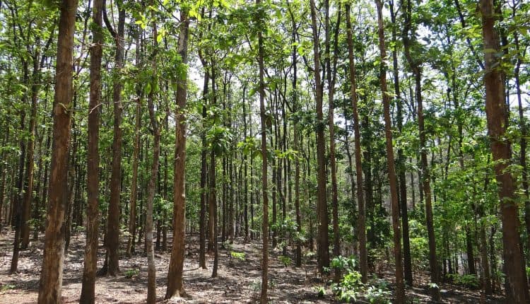 Teak Forest - Learn How To Invest