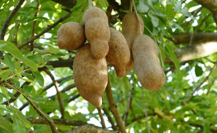tropical fruits hanging from a tree