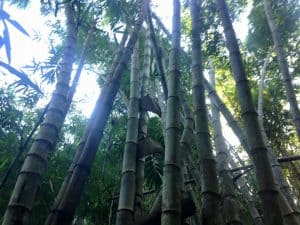 Bamboo in Thailand