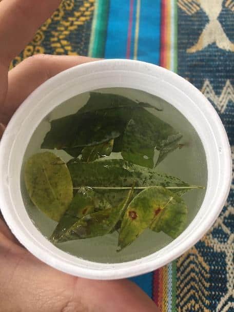 coca tea ecuador