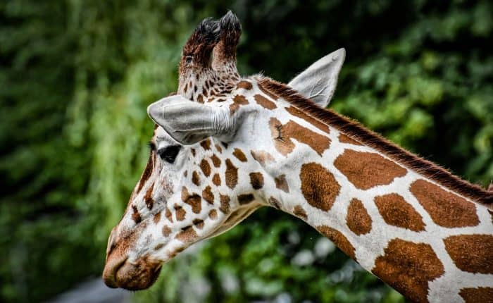 a giraffe in South Africa