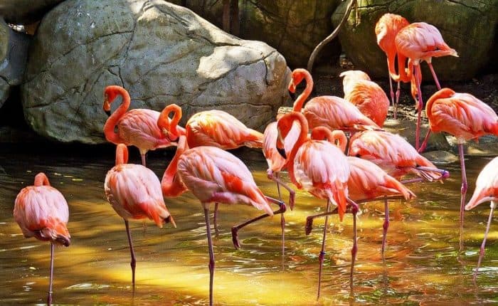 Pink Flamingos in Cartegna, Colombia