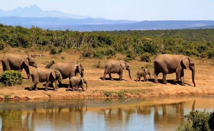 elephants in south africa