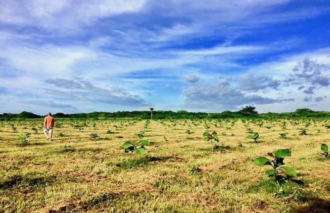 Best Foreign Investments for a Self-Directed IR