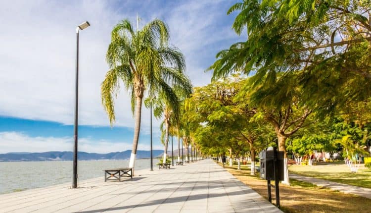 sidewalk by the beach with palmtrees on one side