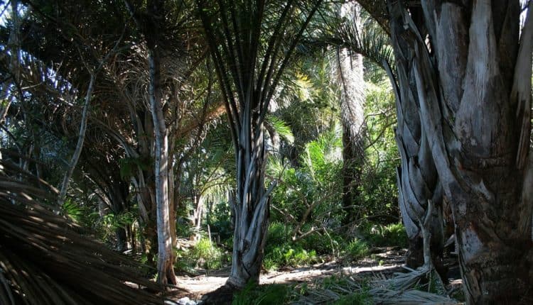 Working Abroad in St. Lucia