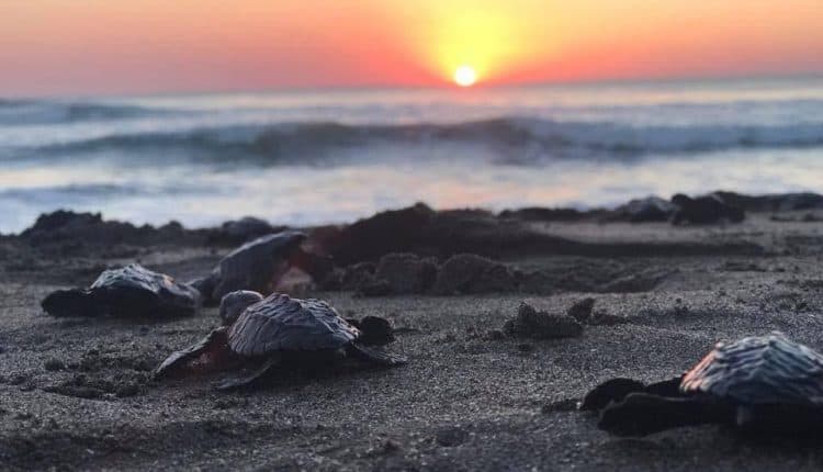 The Hidden Gem of Central America: Luxury Beachfront Homes in Nicaragua