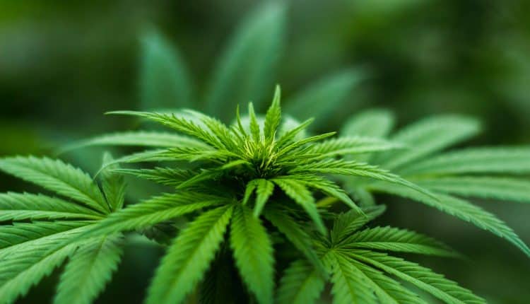 Marijuana Tax Break