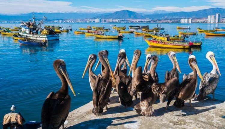 Expat cities in Chile