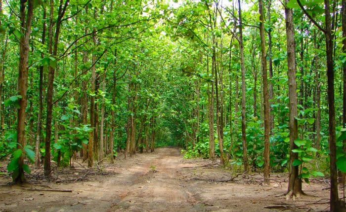 Investing in Teak Hardwood: Your Questions Answered