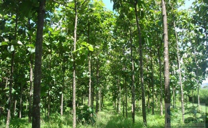 A bunch of Teak hardwood