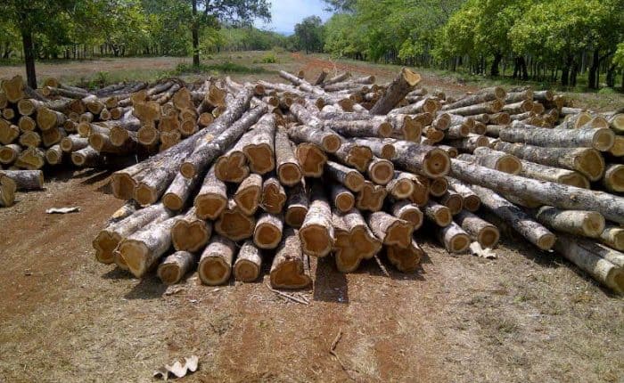 US Tax Cuts ~ 2020 US Economic Policy and Thoughts on Teak Hardwood