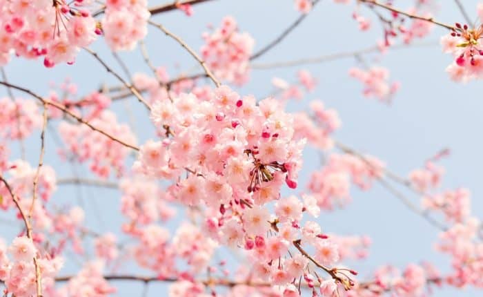 cherry blossoms with the blue sky behind