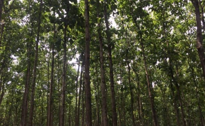 Panama's Green Investment Visa