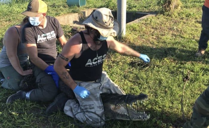 Wildlife Rescue and Rehabilitation in Belize with ACES Wildlife Rescue